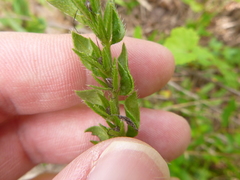 Lithospermum virginianum