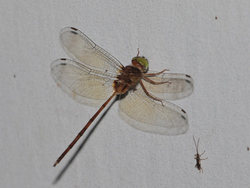 Dingy Dusk-darter photo 5