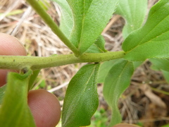 Lithospermum virginianum