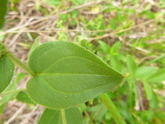 Lithospermum virginianum