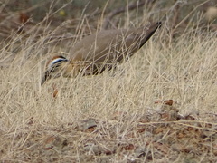 Cursorius coromandelicus