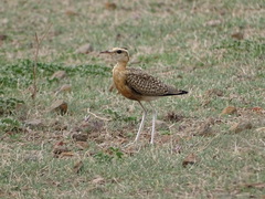 Cursorius coromandelicus