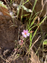 Erythranthe inconspicua