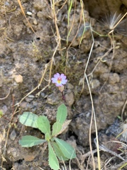 Erythranthe inconspicua