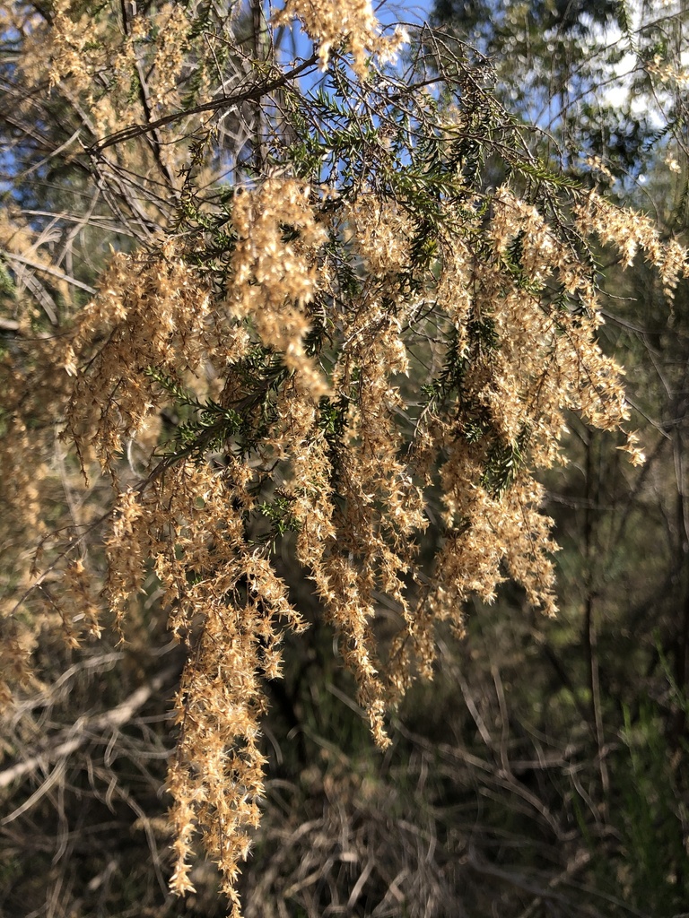 Sifton Bush from Seymour Bushland Park Seymour, Vic. on July 28, 2020 at 1038 AM by Yamal