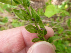 Lithospermum virginianum