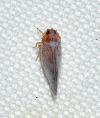 Omolicna