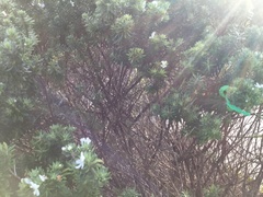 Westringia fruticosa