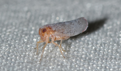 Omolicna