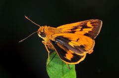 Oriens goloides