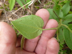 Lithospermum virginianum