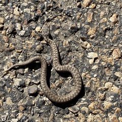 Vipera seoanei