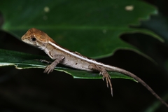 Enyalius