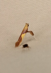 Caloptilia bimaculatella