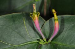 Dendrophthoe falcata