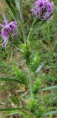 Liatris squarrosa