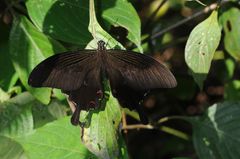 Papilio helenus daksha