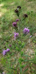 Liatris squarrosa