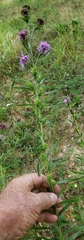 Liatris squarrosa