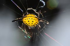 Gasteracantha dalyi
