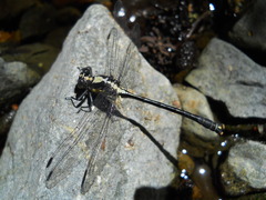 Octogomphus specularis