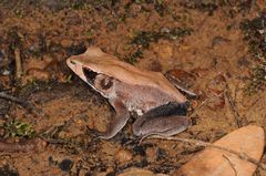 Clinotarsus curtipes