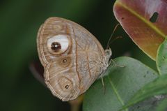Mycalesis junonia