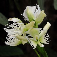Pecteilis gigantea