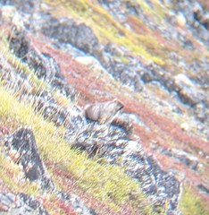 Marmota broweri