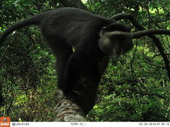 Cercopithecus mitis stuhlmanni