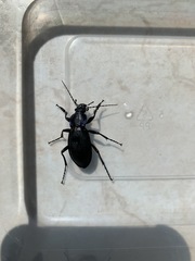 Carabus purpurascens