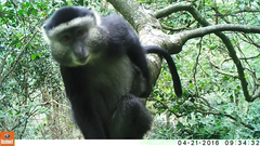 Cercopithecus mitis stuhlmanni