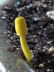 Leucocoprinus birnbaumii image
