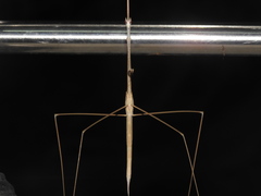 Schizocephala bicornis