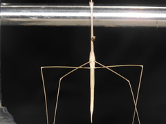 Schizocephala bicornis