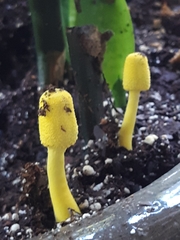 Leucocoprinus birnbaumii image