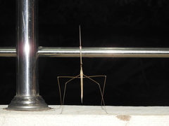 Schizocephala bicornis