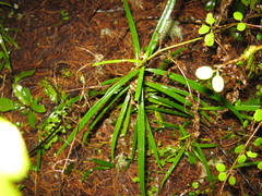 Nestegis montana
