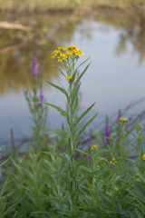 Jacobaea paludosa lanata
