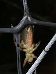 Hexacentrus fuscipes