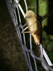 Hexacentrus fuscipes