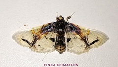 Compacta nigrolinealis