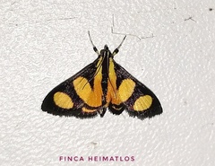 Syngamia