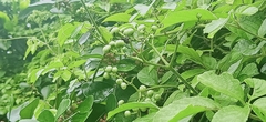 Causonis japonica
