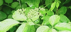 Causonis japonica