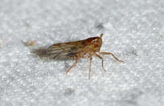 Pareuidella