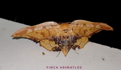 Draconia stenoptila