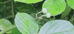 Causonis japonica