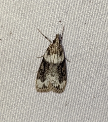 Eudonia spenceri