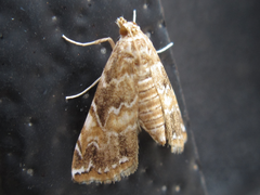 Elophila turbata